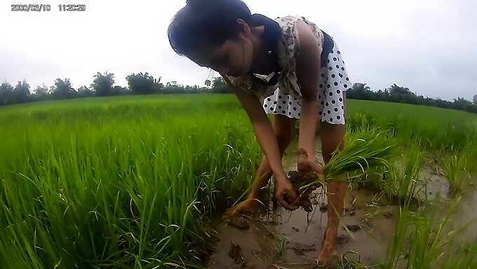 Verführerische Asiatische Frau Auf Dem Paddyfeld